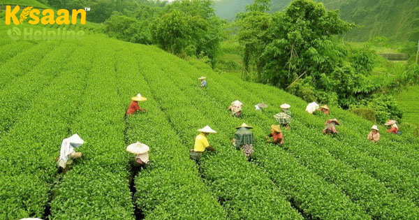 बराक घाटी के चाय बागानों को बिजली आपूर्ति की जरूरत: असम सरकार को भारतीय चाय एसोसिएशन